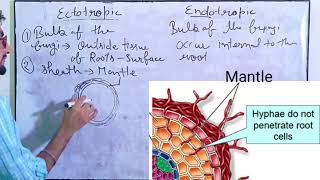 Mycorrhizal Roots  interaction of roots and microbes  Rhizobium  Nodules  Studistic fellas [upl. by Serilda]