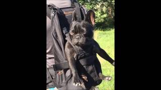 Pet Carrier  Dog Carrier Hunderucksack  Hundetragerucksack [upl. by Limak]