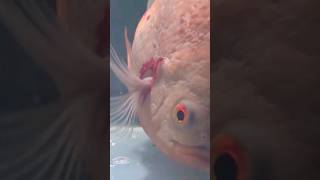 Septicemia Hemorragica En Peces  Tratamiento [upl. by Aigneis]