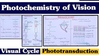 Photochemistry of Vision ll Visual Cycle ll Phototransduction ll Special Senses [upl. by Turpin]