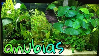 AQUARIUMPLANT Anubias de PERFECTE plant voor beginners Nickey [upl. by Estrin96]