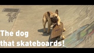 Skateboarding dog has become an internet sensation [upl. by Dnomsad]