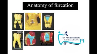 ANATOMY OF FURCATION TERMINOLOGIES RELATED TO FURCATION INVOLVEMENT DR ANKITA KOTECHA [upl. by Palumbo]