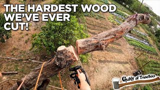 Chainsaw vs Ironwood Cutting Down The HARDEST Wood Weve Ever Seen [upl. by Nnairek619]