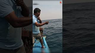 Catching Grouper Fish in the Sea [upl. by Domini]