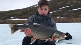 Isfiske Røye 54kg Dividalen Indre Troms [upl. by Ahsiket513]