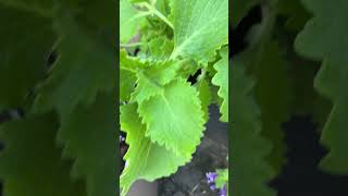 5 Key Points About Broad Leaf Thyme  aka Cuban Oregano  Home Gardening By Yasmin  NY Garden [upl. by Hgielsel573]