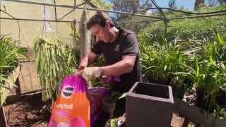 Grow beautiful orchids using MiracleGro Orchid Potting Mix [upl. by Aidiruy]