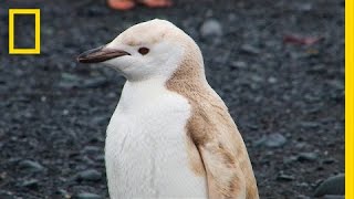 Mutant quotBlondquot Penguin Spotted in Antarctica  National Geographic [upl. by Ive]