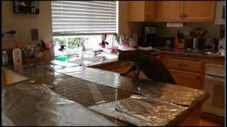 Cat countertop surfing prevention aluminum foil and packing tape [upl. by Kawai]