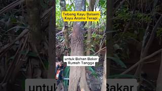 Tebang Kayu Balsem carpentry cuttingskills woodwork treework [upl. by Leeban298]