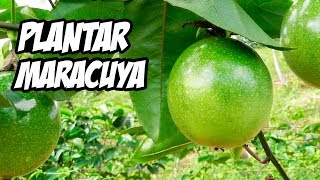 COMO CULTIVAR MARACUYÁ CON ÉXITO 😍  Huerto Orgánico [upl. by Ballinger]