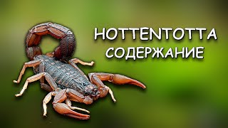 Скорпион Hottentotta  стоит ли заводить новичку Сила ЯДА  Размножение [upl. by Seena]