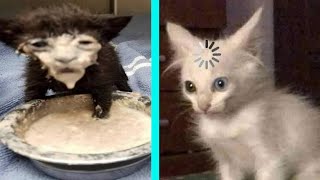 BEST DANK CAT MEMES COMPILATION OF 2020 PART 10 from TikTok [upl. by Bouzoun]