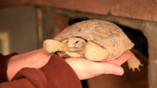 Hibernating Desert Tortoise [upl. by Hairehcaz]