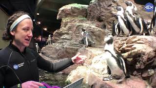 Virtual Visit Penguin Feeding [upl. by Tteragram]