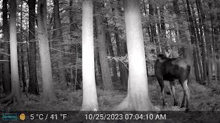 Adirondacks NY Great Sacandaga Lake Area  Moose quotThrees Companyquot [upl. by Rocco]