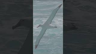 Albatross Bird 🐦🕊️😱😮🤩😃😊। Bangla Unknown with Ranjan shorts viral youtubeshorts trendingshorts [upl. by Arondell]