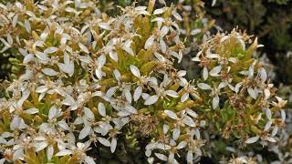 How to Grow Olearia [upl. by Raval]