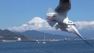 富士山清水みなとクルーズ・・・・カモメと遊ぶ Mt Fuji Shimizu Port Cruise [upl. by Louella]