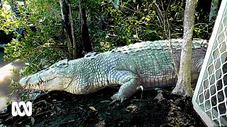 Trapping and tracking crocodiles near Airlie Beach  ABC Australia [upl. by Murton]