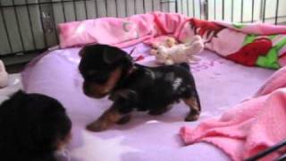 Yorkie puppies 4 weeks old [upl. by Card936]