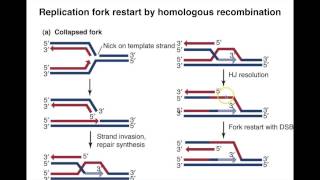 Homologous Recombination III [upl. by Gordy]