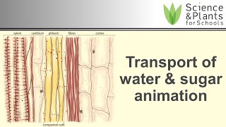 Transport in plant xylem amp phloem water amp sugar  animation 💧🍬 [upl. by Riay]