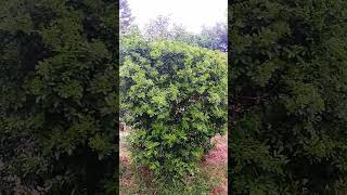 Beautiful Plant of Aglaia Odorata بڑی مالکنگنی [upl. by Yttik]