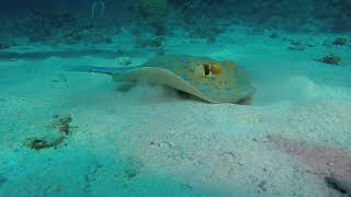 BlueSpotted Stingray [upl. by Teresita849]