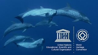 UNESCO’s Marine World Heritage [upl. by Ennad]