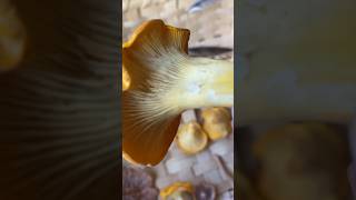 Cantharellus Formosus Mashrooms mushroomhunting shortvideo [upl. by Li]