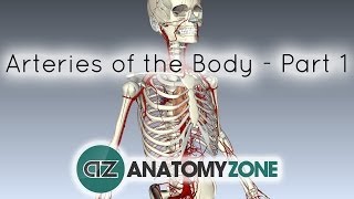 Arteries of the body  PART 1  Anatomy Tutorial [upl. by Mishaan]