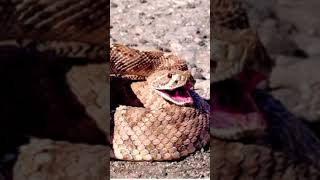 La serpiente de Cascabel shortvideo youtube [upl. by Eelegna]