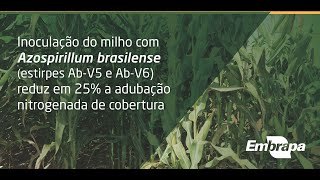 Inoculação do milho com Azospirillum brasilense reduz em 25 a adubação nitrogenada de cobertura [upl. by Scibert]