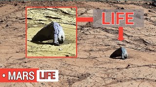 NASA’s Curiosity Rover Sends Stunning 360° Views of Western Butte amp Greenheugh Pediment Mars in 4K [upl. by Akinohs]