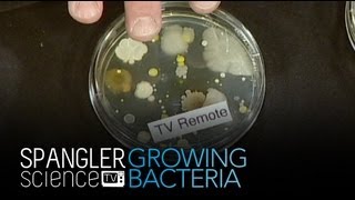 Growing Bacteria  Cool Science Experiment [upl. by Bertram826]