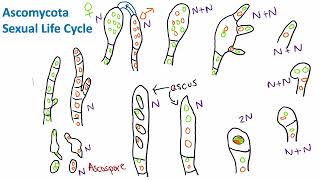 Ascomycota Sexual Life Cycle  Mycology  Biology [upl. by Nnalyrehs]