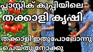 പ്ലാസ്റ്റിക് കുപ്പിയിലെ തക്കാളികൃഷി farming in plastic bottle malayalam krishitomato krishi [upl. by Clova252]