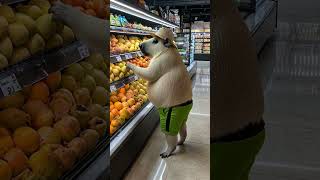 Capybara in grocery store capybara shopping runway [upl. by Gaillard866]