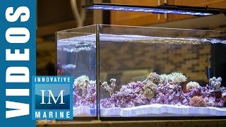 Peninsula Style Aquascaping  Peninsula 20 Gallon by Innovative Marine [upl. by Rooney668]