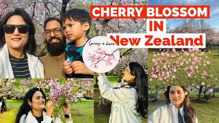 Cherry Blossom New Zealand  Spring [upl. by Odnuges]