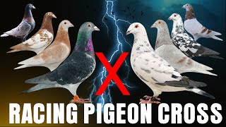 Result of 20 Crossbreed of Popular Racing Pigeon Strains [upl. by Einnil]