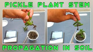 how to grow pickle plant from stem cutting  propagation of delosperma echinatum [upl. by Mosenthal512]