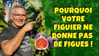 Pourquoi votre figuier ne fait pas de figues ou alors des pas bonnes  🤔 [upl. by Annahsor]