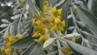 ÃRBOL DEL PARAÃSO en flor Elaeagnus angustifolia wwwriomoroscom [upl. by Lalita]