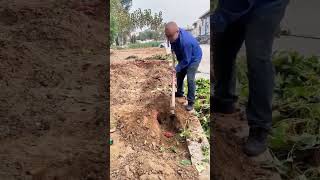 The process of digging organic sweet potatoes in the vegetable garden [upl. by Agrippina]