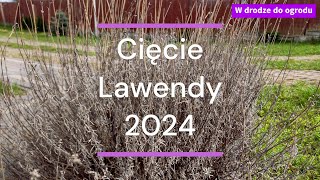 Wiosenne cięcie Lawendy  2024 [upl. by Pitzer568]