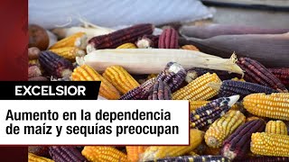 Alerta en el campo El aumento en dependencia de maíz y sequías preocupan [upl. by Dnana466]