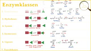 Arten von Enzymen  Hauptgruppen von Enzymen  Einteilung nach Reaktionstypen [upl. by Nidorf868]